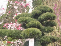 JAPAN-ISRAEL BONSAI